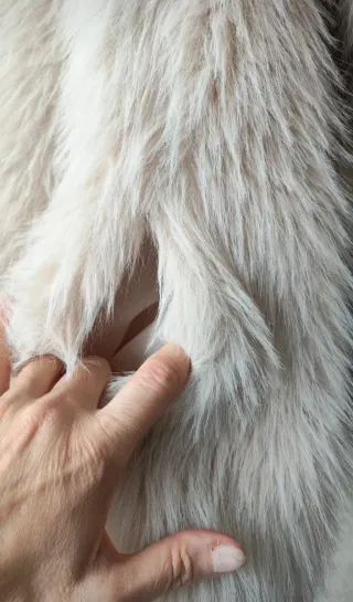 Abrigo de pelo corto