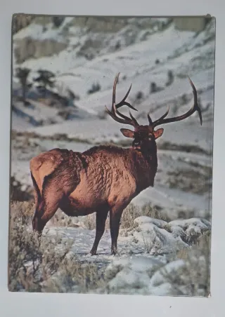 La Naturaleza- Animales Salvajes