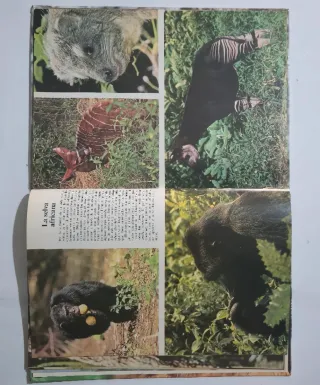 La Naturaleza- Animales Salvajes