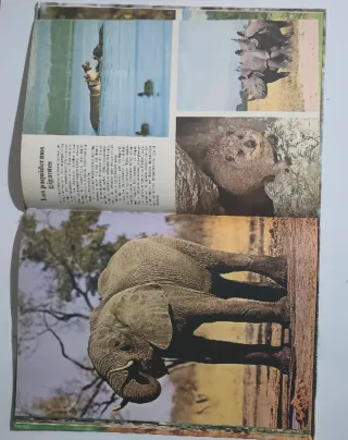 La Naturaleza- Animales Salvajes