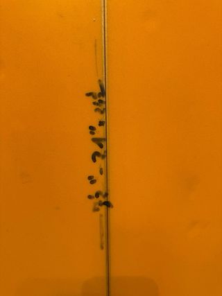 Tabla de surf evolutiva