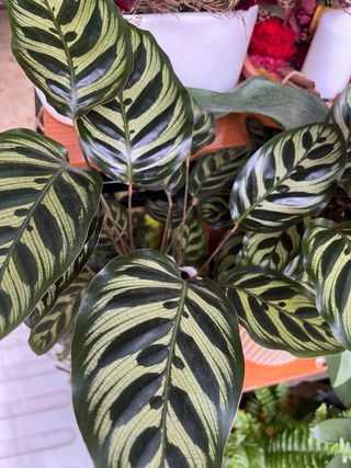 Calathea Makoyana Planta Interior