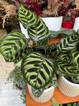 Calathea Makoyana Planta Interior