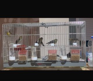 Jaulas para pájaros