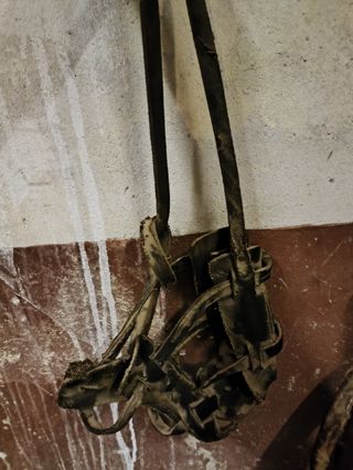 Bozales mulas vintage