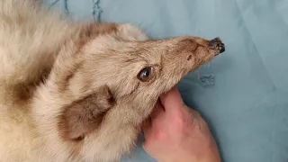 Estola de pelo beige y marrón