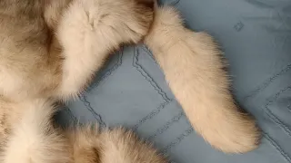 Estola de pelo beige y marrón