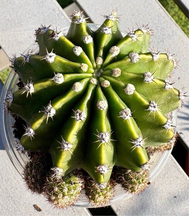 Cactus Echinopsis Tubarico con hijuelos