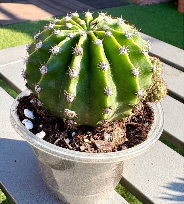 Cactus Echinopsis Tubarico con hijuelos