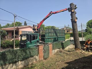 LIMPIEZA DE PARCELA TALA Y PODA DE ARBOLES