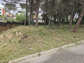 LIMPIEZA DE PARCELA TALA Y PODA DE ARBOLES