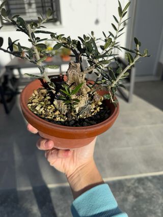 Acebuche Bonsai