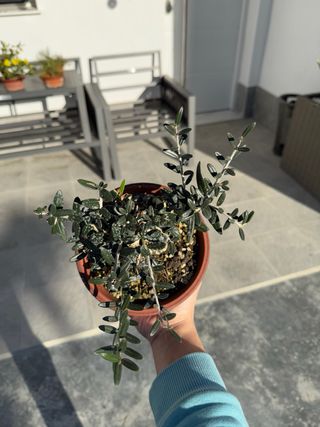 Acebuche Bonsai