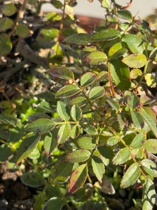 Mini rosal japonés bonsai