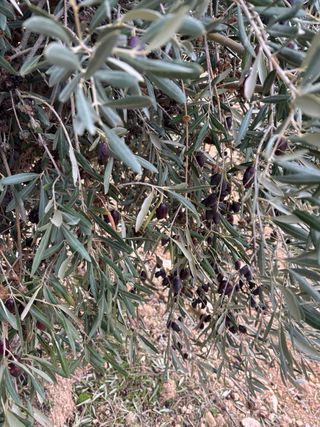 Olivo en el Yanillo de Chinchón