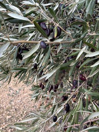 Olivo en el Yanillo de Chinchón