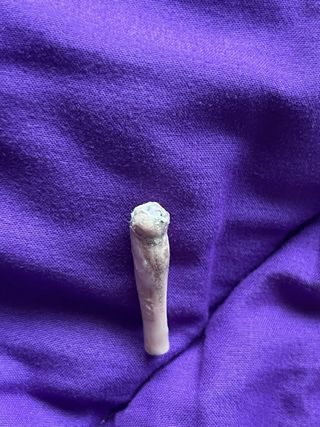 Draculaura Monster High Picture Day