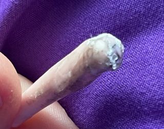 Draculaura Monster High Picture Day