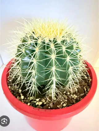 Cactus Bola en Maceta Roja