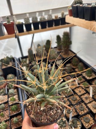 Cactus Leuchtenbergia principis