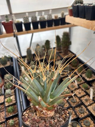 Cactus Leuchtenbergia principis