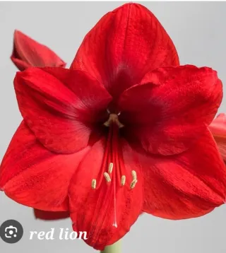 Bulbo Hippeastrum