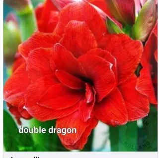Bulbo Hippeastrum Double Dragon