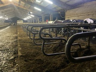 Cubículos para vacas