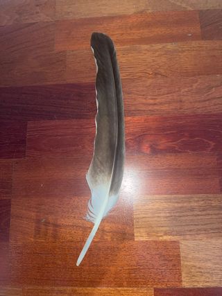 Pluma de ave decorativa