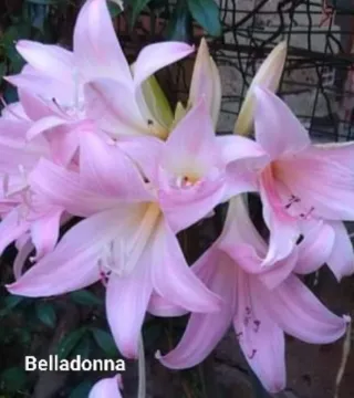 4 Amarillis Belladonna rosa