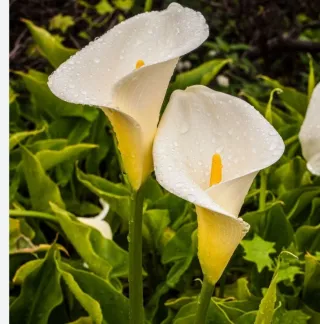 Calla Bianca - Pianta da fiore