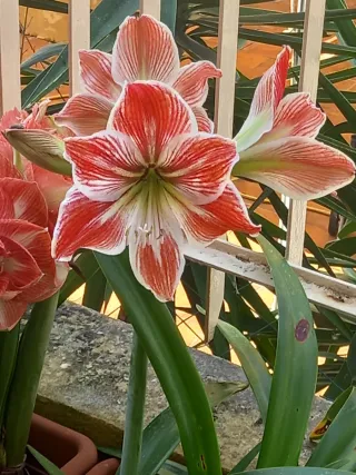 Bulbo Hippeastrum