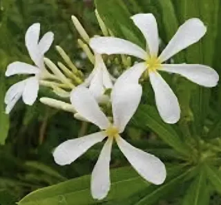 3Talee:1 Moragne #23, 1 p.pudica,1 p.stenophilla