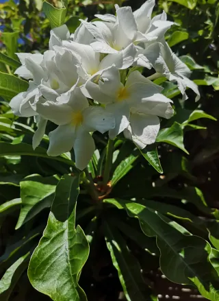 3Talee:1 Moragne #23, 1 p.pudica,1 p.stenophilla