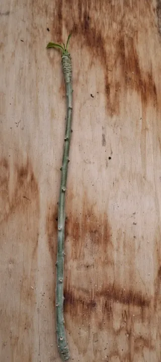 3Talee:1 Moragne #23, 1 p.pudica,1 p.stenophilla