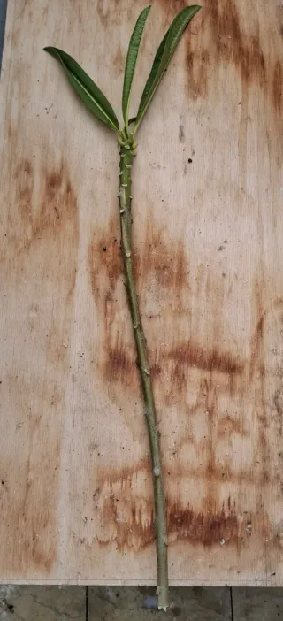 3Talee:1 Moragne #23, 1 p.pudica,1 p.stenophilla