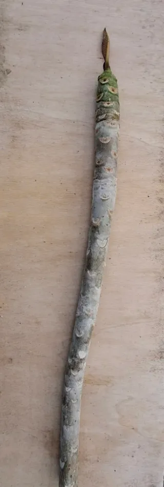 3Talee:1 Moragne #23, 1 p.pudica,1 p.stenophilla