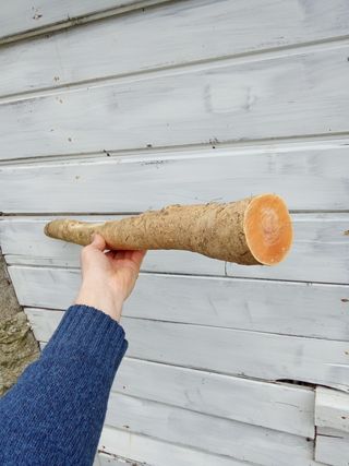 Tronco madera de Boj 75cm L x 15cm D