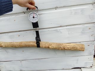 Tronco madera de Boj 75cm L x 15cm D