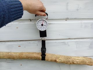 Tronco madera de Boj 75cm L x 15cm D