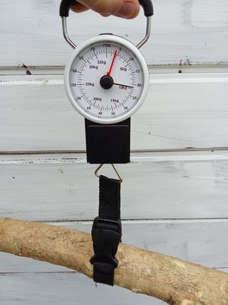 Tronco madera de Boj 75cm L x 15cm D