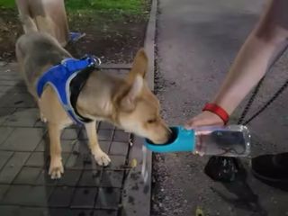Botella agua perro sin fugas para paseo