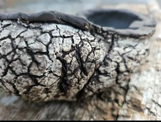 Laja bonsai, cactus, suculentas