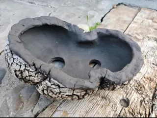 Laja bonsai, cactus, suculentas