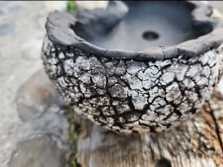 Laja bonsai, cactus, suculentas