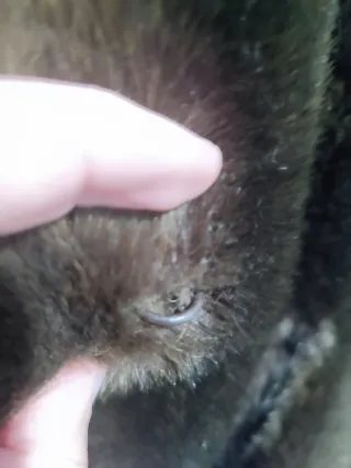 Abrigo dasco mujer 52