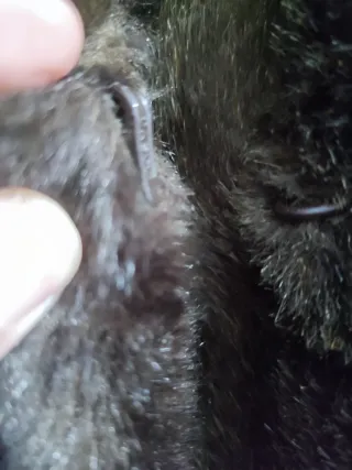 Abrigo dasco mujer 52