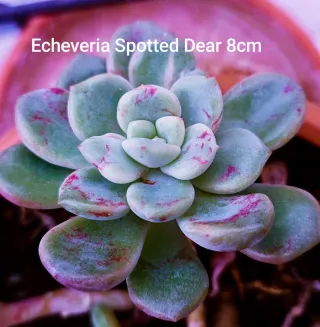 Mix 5 Piante Succulente