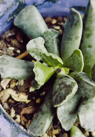 Mix 5 Piante Succulente