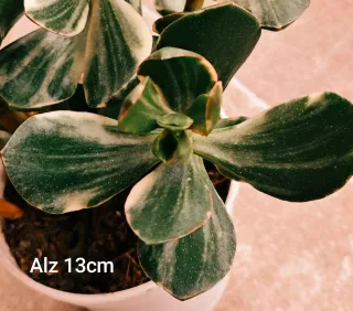 Mix 5 Piante Succulente